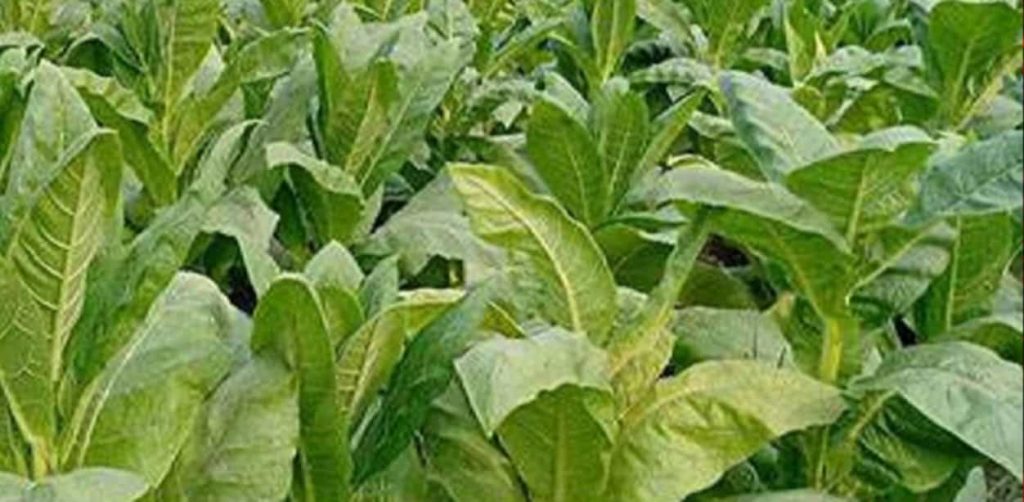 Ripe tobacco leaves ready for harvest in Bangladesh