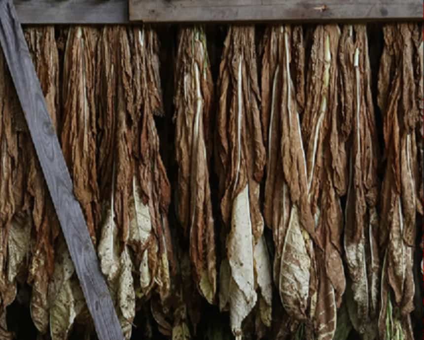 Tobacco leaves drying in a Kentucky barn
